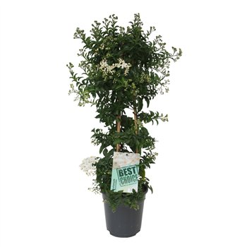 Solanum jasminoides Jasminoides piramide 75cm 19cm Q1869