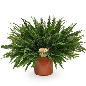 Nephrolepis exaltata green lady Green Ladycm diameter 80cm 26cm Q2611