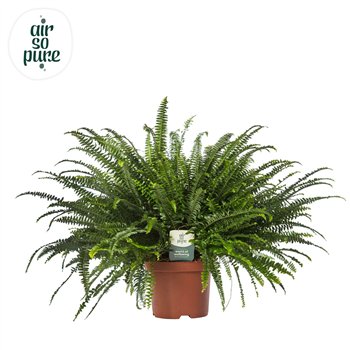 Nephrolepis exaltata green lady Green Lady - Air So Purecm diameter 80cm 26cm Q2612