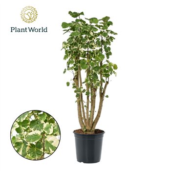 Polyscias balfourii Balfouriana branched 1 pp 125cm 24cm Q3983