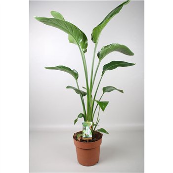 Strelicija nicolai Nicolai - hoogte 150-160@ without flower fl  3 pp 120cm 21cm Q4569