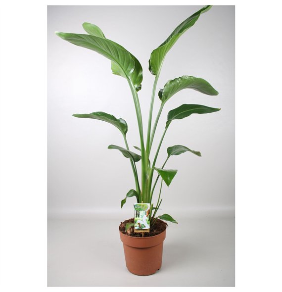 Strelicija nicolai Nicolai - hoogte 150-160@ without flower fl  3 pp 120cm 21cm Q4569