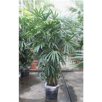 Rhapis excelsa excelsa8 pp 250cm 44cm Q4899