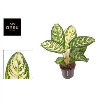 Aglaonema Minty Ice 1 pp 35cm 12cm Q124