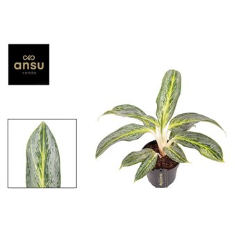 Aglaonema Emerald Stone 1 pp 35cm 12cm Q132