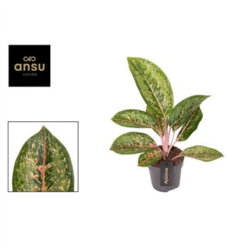 Aglaonema Camo Coralie 1 pp 40cm 12cm Q136