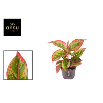 Aglaonema Cadmium Red 2 pp 35cm 12cm Q138
