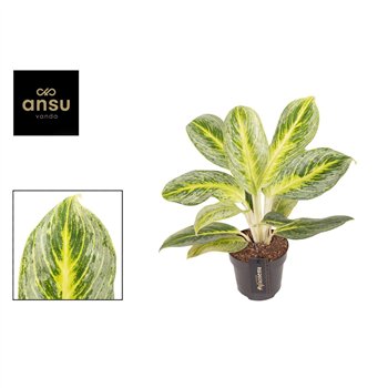 Aglaonema Bitter Lemon 1 pp 35cm 12cm Q139