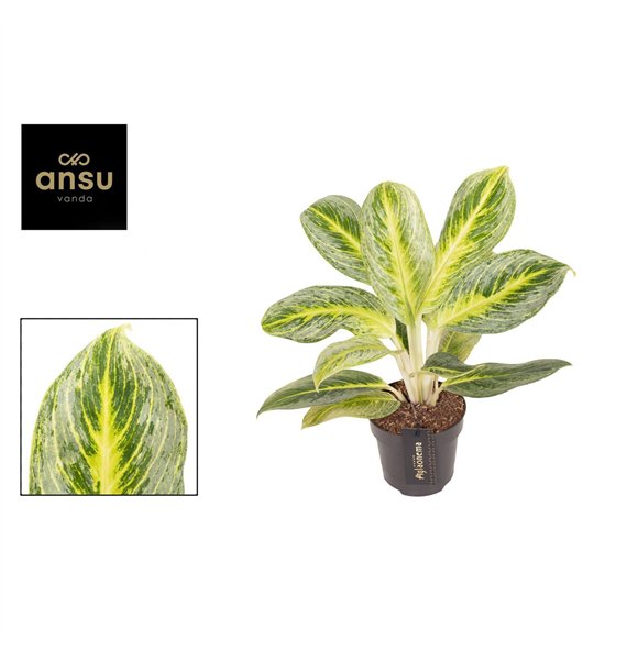 Aglaonema Bitter Lemon 1 pp 35cm 12cm Q139