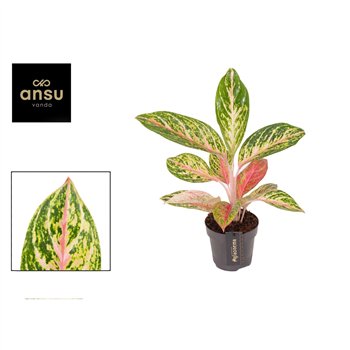 Aglaonema cocomelon Coco Melon 1 pp 45cm 12cm Q153