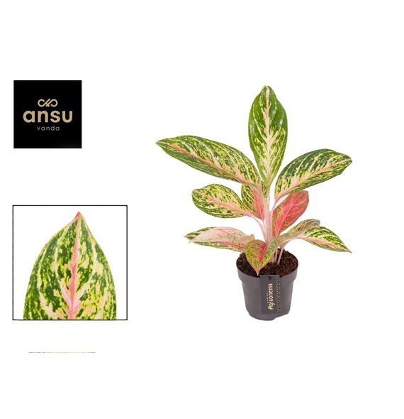 Aglaonema cocomelon Coco Melon 1 pp 45cm 12cm Q153