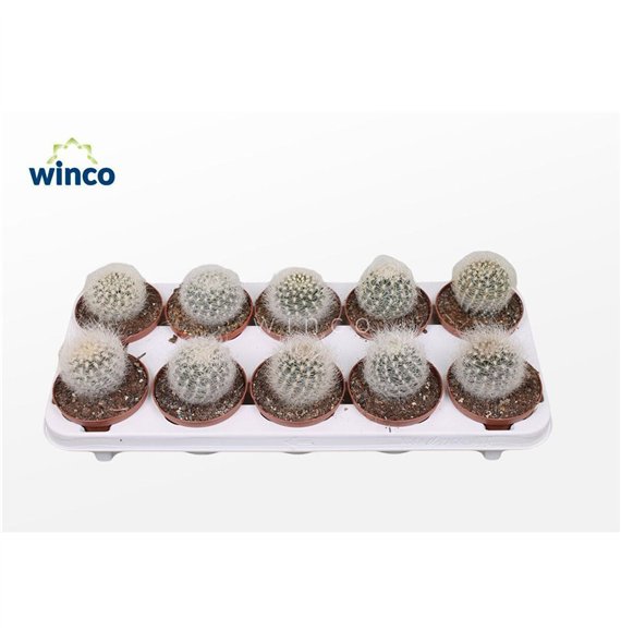 Kaktus Neoporteria Senilis 20cm 10.5cm Q834