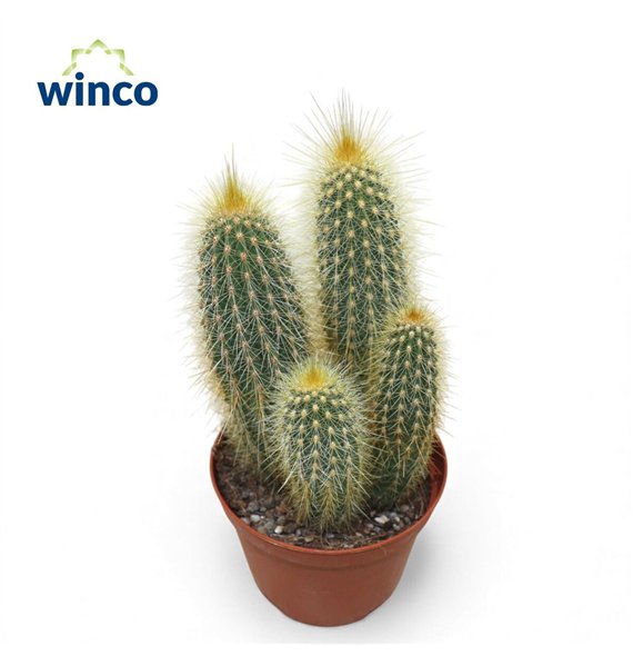 Kaktus Vatricania Guentheri 20cm 10.5cm Q836