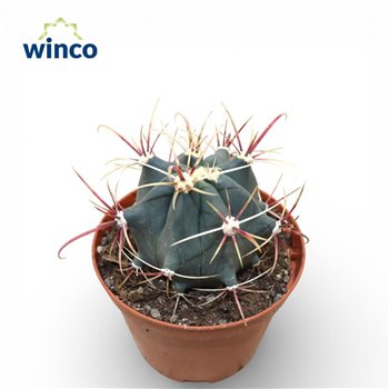 Kaktus fero Ferocactus Emoryi1 pp 16cm 10.5cm Q883