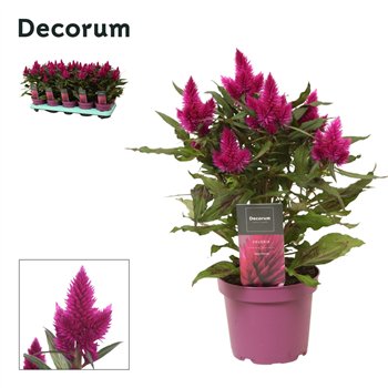 Celosia deep purple caracas Deep Purple with label | Decorum 1 pp 3 stems plnt 4 fl 35cm 12cm Q1069