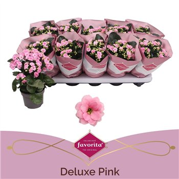 Kalanhoja blossfeldiana perfecta pink Double Deluxe Pink Stadium 2 1 pp 22cm 10.5cm Q2365