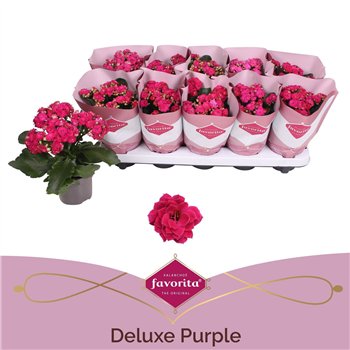 Kalanhoja blossfeldiana perfecta purple Double Deluxe Purple Stadium 2 1 pp 22cm 10.5cm Q2366