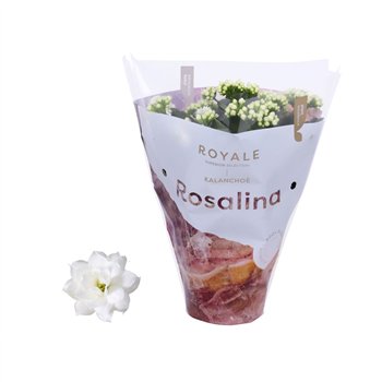 Kalanhoja blossfeldiana rosalina don cedro Royale Dione wit 27cm 12cm Q2430