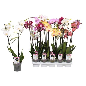 Orhideja Phalaenopsis mix Star Mix  2-spike 12+12 fl 2 stems plnt 60cm 12cm Q2956