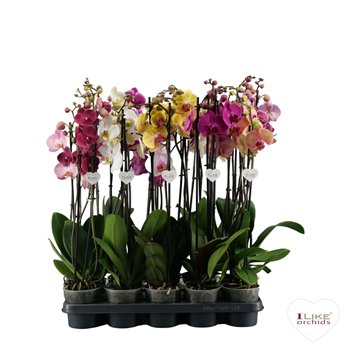 Orhideja Phalaenopsis mix - 3 stems 80cm (Quattro)22 fl  plnt 75cm 12cm Q3147
