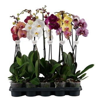 Orhideja Phalaenopsis mix - 1 stems 70cm  branched (Quattro)9 fl plnt 65cm 12cm Q3158