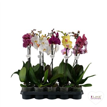 Orhideja Phalaenopsis mix - 1 stems 60cm (Quattro)9 fl  plnt 55cm 12cm Q3159