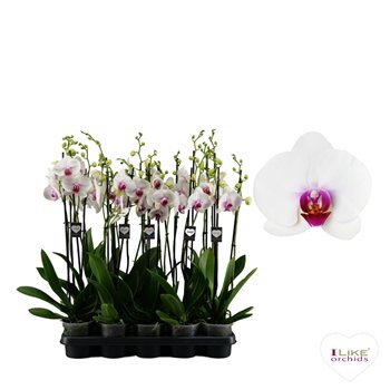 Orhideja Phalaenopsis wit red lips Scarlion - 2 stems 80cm (Quattro)16 fl  plnt 75cm 12cm Q3318