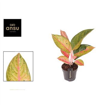 Aglaonema Gala Red 1 pp 35cm 12cm Q130