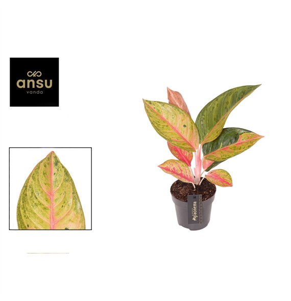 Aglaonema Gala Red 1 pp 35cm 12cm Q130