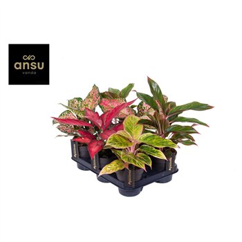 Aglaonema Colour Mix 1 pp 30cm 12cm Q141