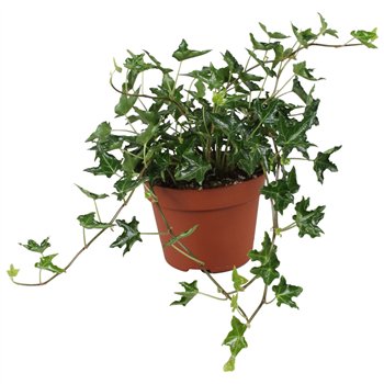 Hedera ivalace helix Ivalace30 - 34 cm 9 pp 30cm 13cm Q2096