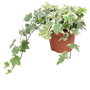 Hedera tonny helix Tonny30 - 34 cm 9 pp 30cm 13cm Q2097