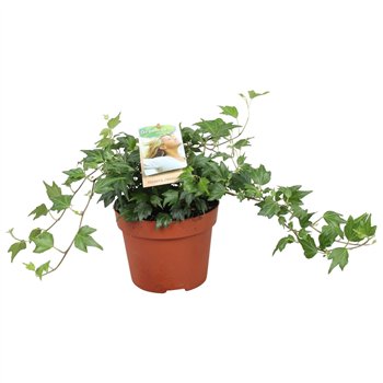 Hedera jessica helix Jessica30 - 34 cm 9 pp 30cm 13cm Q2098