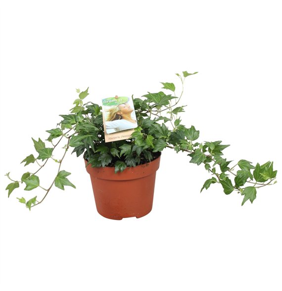 Hedera jessica helix Jessica30 - 34 cm 9 pp 30cm 13cm Q2098