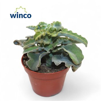 Kalanhoja Maltese Cross1 pp 15cm 10.5cm Q2303