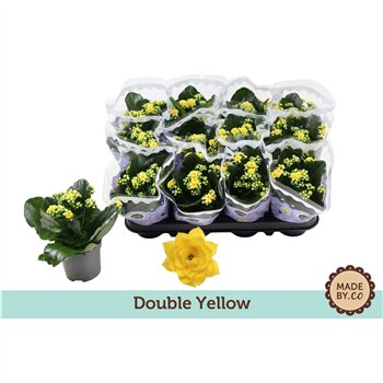 Kalanhoja bloss  rosalina amarillo yellow Kalanchoë Double Yellowpp 19cm 9cm Q2338
