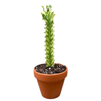 Plants Euphorbia Lactea Variegata 1 pp 15cm 8cm Q1191