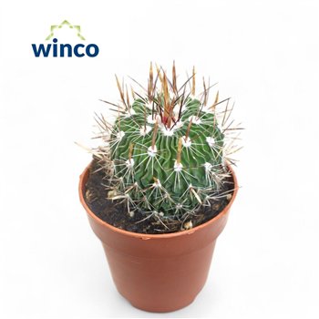 Kaktus Echinofossulocactus Multicostatus1 pp 16cm 8.5cm Q852