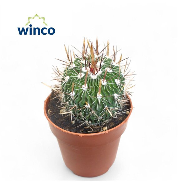 Kaktus Echinofossulocactus Multicostatus1 pp 16cm 8.5cm Q852