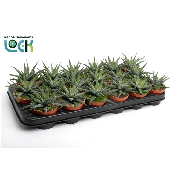 Haworthia fasciata concolor Concolor 10cm 8.5cm Q2077