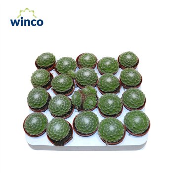 Sempervivum arachnoideum Arachnoidum 10cm 5.5cm Q1887