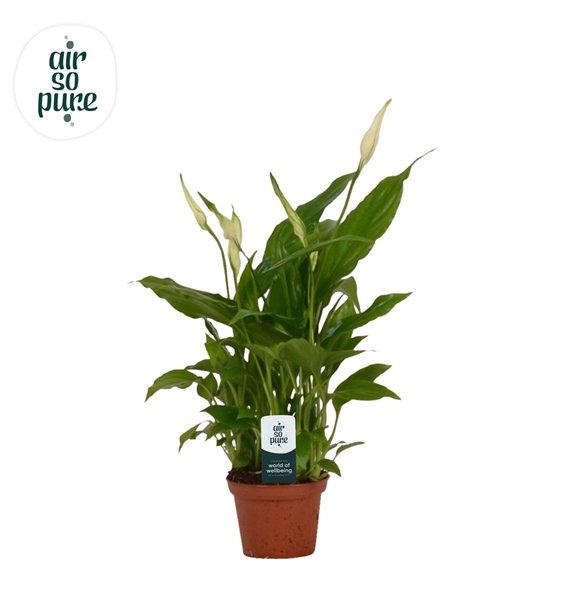 Spatifil chopin 6 5 cm Chopin Air So Pure2 fl 25cm 6.5cm Q4601