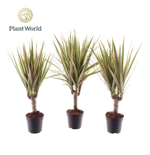 Dracena marg  bicolor Bicolor stem 7 cm 1 pp 30cm 7cm Q1490