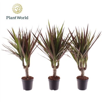 Dracena marg  magenta Magenta stem 7 cm 1 pp 30cm 7cm Q1491