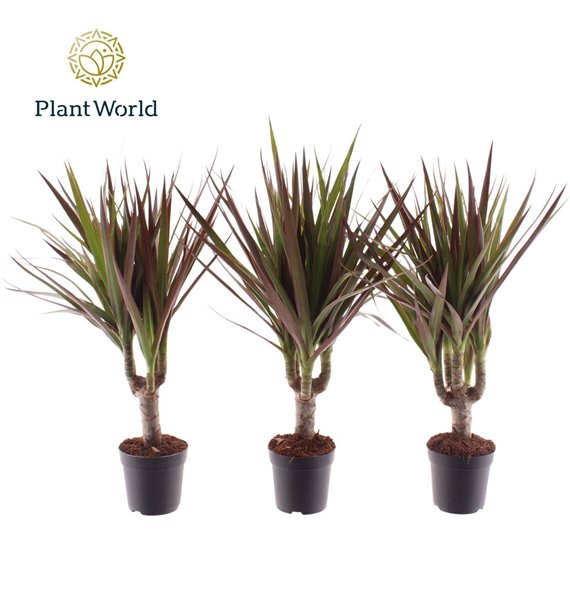 Dracena marg  magenta Magenta stem 7 cm 1 pp 30cm 7cm Q1491