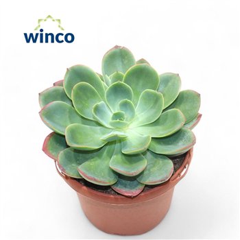 Echeveria Luella1 fl 20cm 17cm Q1578