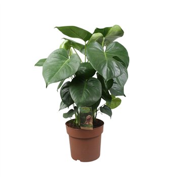 Monstera deliciosa Deliciosa3 pp 70cm 21cm Q2554