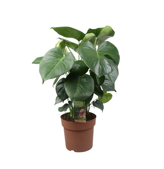 Monstera deliciosa Deliciosa3 pp 70cm 21cm Q2554