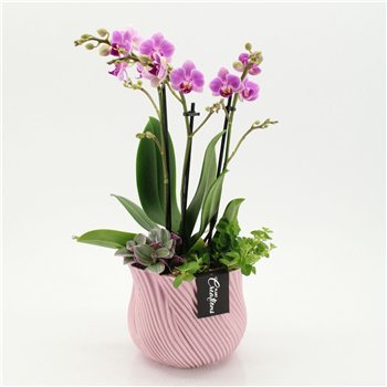 Orhideja Phalaenopsis PHAL-2647RZ creatie 3 pp 50cm 15cm Q3528