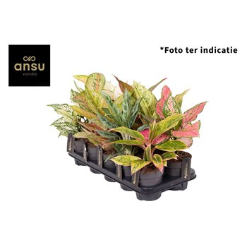 Aglaonema Mix Exclusive P12 1 pp 30cm 12cm Q160